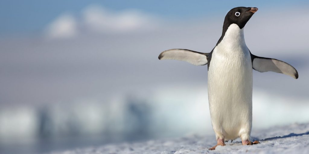 penguins1